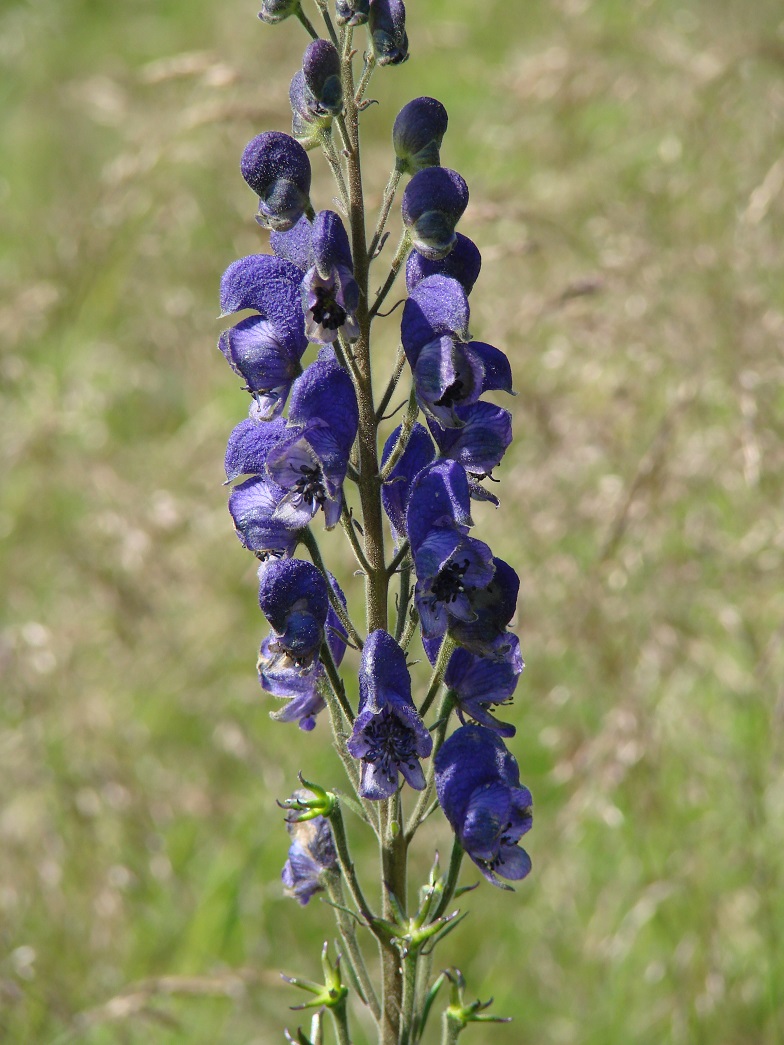 Изображение особи Aconitum baicalense.