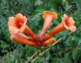 Campsis radicans