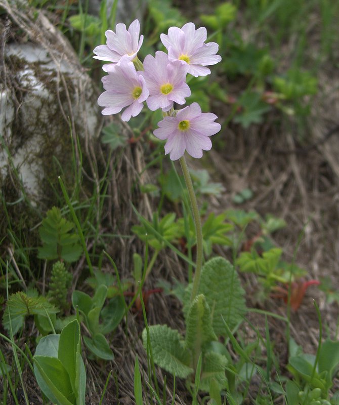 Изображение особи Primula amoena.