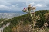 Cirsium eriophorum. Верхушка цветущего растения. Черногория, нац. парк Дурмитор, пояс зарослей Pinus mugo, луговина на обочине дороги. 15.10.2014.