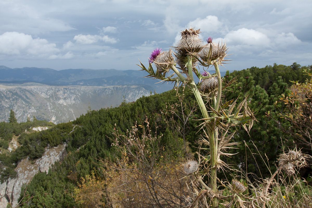 Изображение особи Cirsium eriophorum.