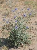 Echinops albicaulis. Цветущее растение. Казахстан, Алматинская обл., возле вдхр. Капчагай. 23.06.2015.