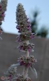 Stachys byzantina