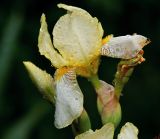 Iris flavescens
