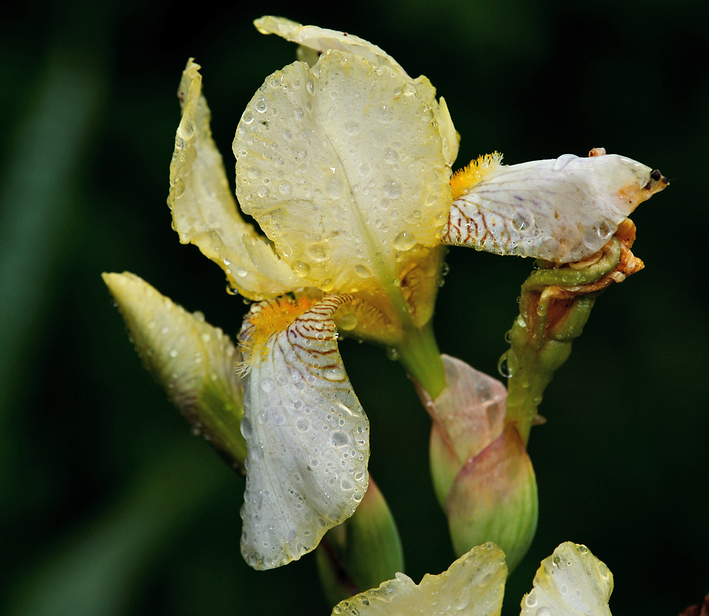 Image of Iris flavescens specimen.