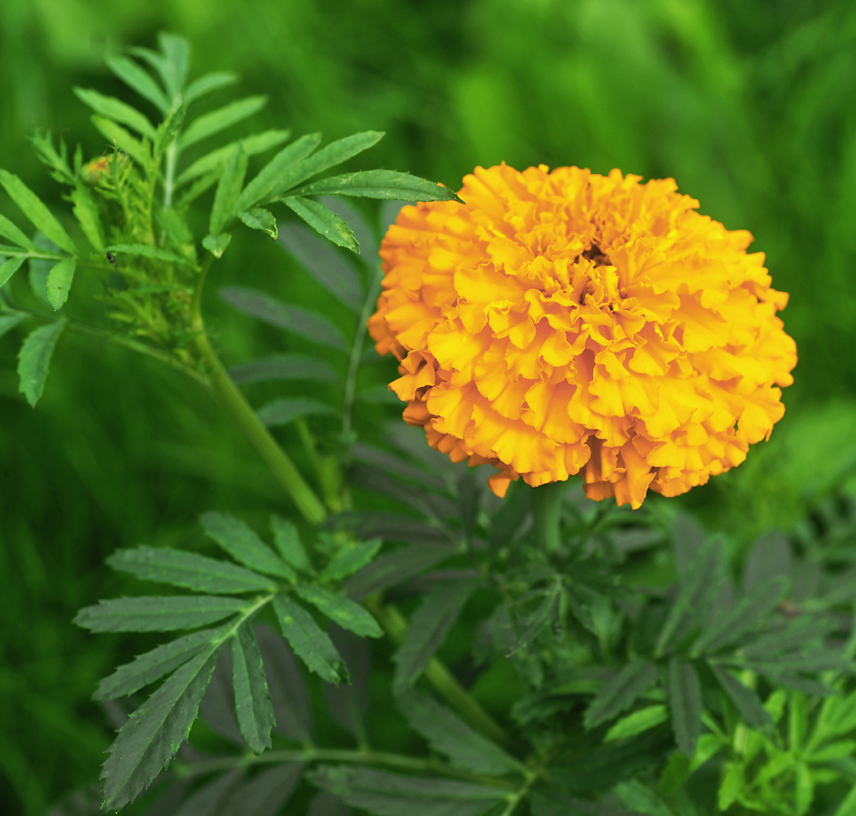 Изображение особи Tagetes erecta.