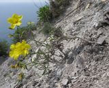 Linum tauricum