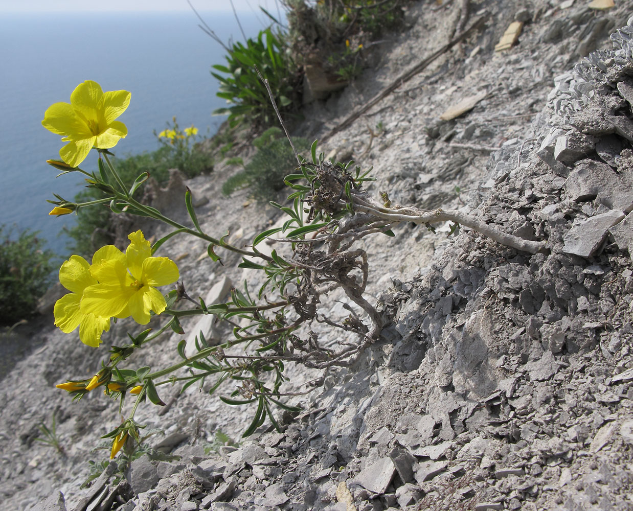 Image of Linum tauricum specimen.