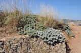 Astragalus arnacantha. Вегетирующее растение. Крым, окр. г. Балакалава, склон горы Аскети. 09.08.2015.