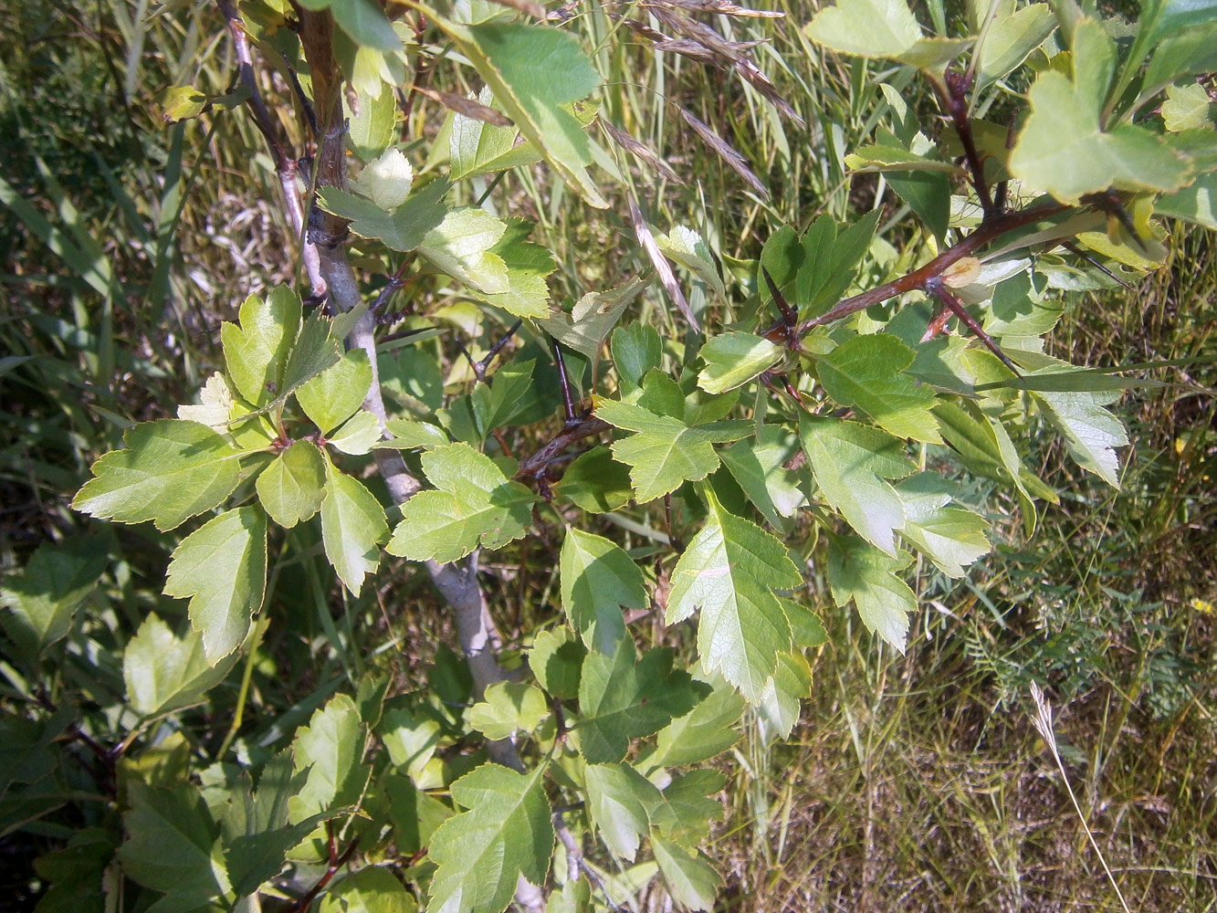 Image of Crataegus sanguinea specimen.