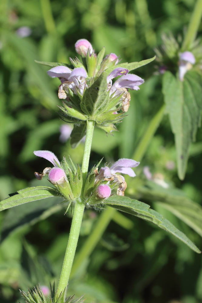 Изображение особи Stachyopsis oblongata.