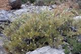 Lepidolopha talassica. Расцветающее растение. Южный Казахстан, горы Алатау (Даубаба), гребень хребта восточнее Восточного перевала, ~1680 м н.у.м. 04.07.2014.