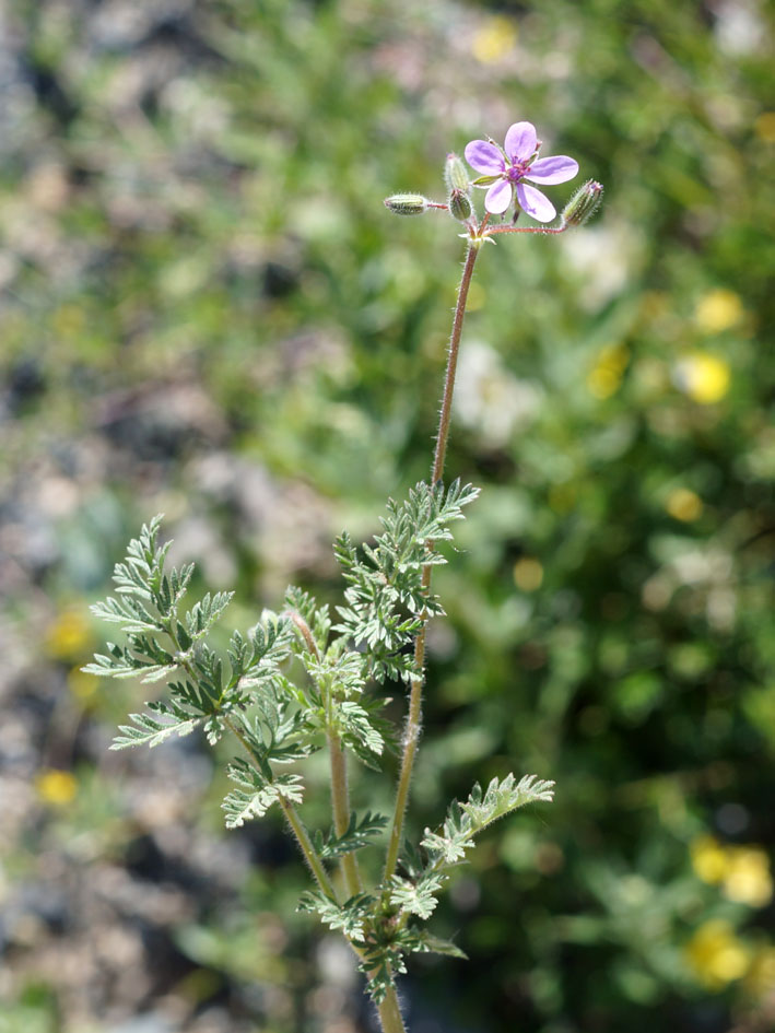 Изображение особи Erodium cicutarium.