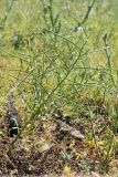 Erysimum repandum