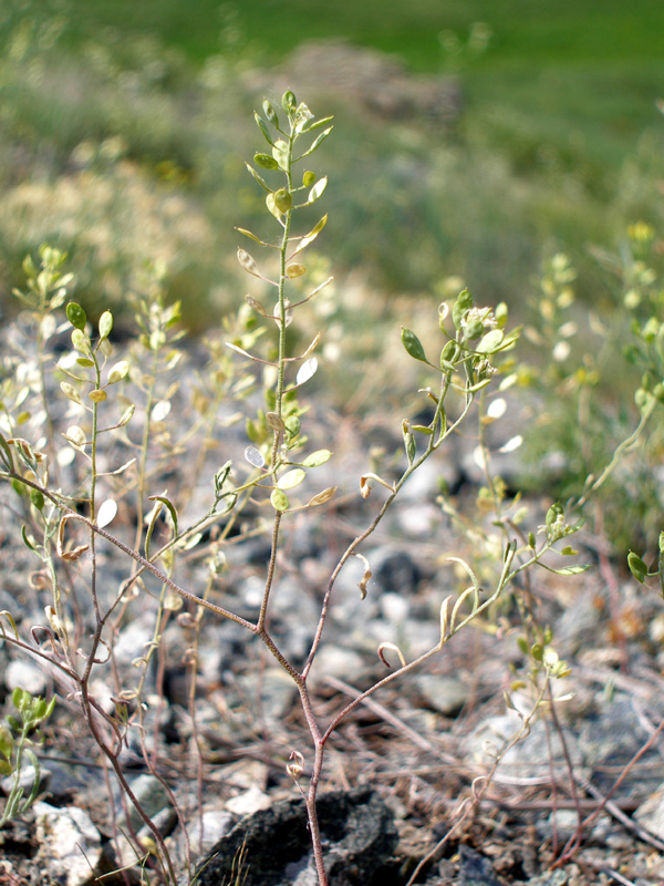 Изображение особи Meniocus linifolius.