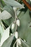 Elaeagnus oxycarpa