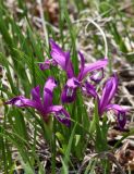 Iris uniflora. Цветущие растения (форма с малиновой окраской цветков). Приморский край, Шкотовский р-н, окр. с. Петровка, остепнённый склон, обращённый к долине р. Петровки. 01.05.2015.