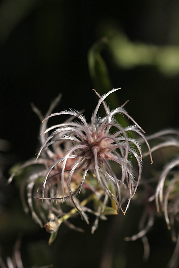 Image of Clematis songorica specimen.