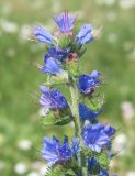 Image of taxon representative. Author is Тамара Риб