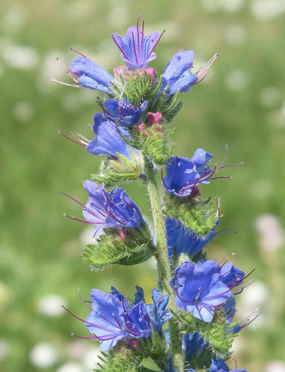 Изображение особи Echium vulgare.