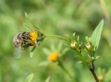 Bidens tripartita