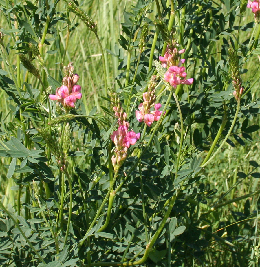 Image of Onobrychis viciifolia specimen.