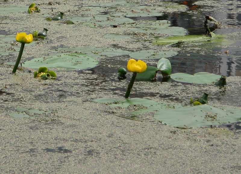 Изображение особи Nuphar lutea.