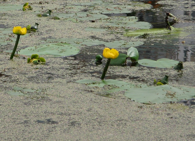 Image of Nuphar lutea specimen.