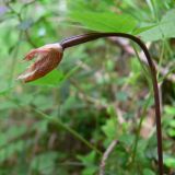 Calypso bulbosa