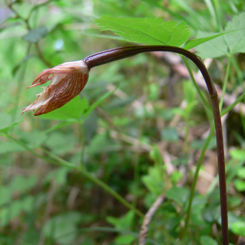 Изображение особи Calypso bulbosa.