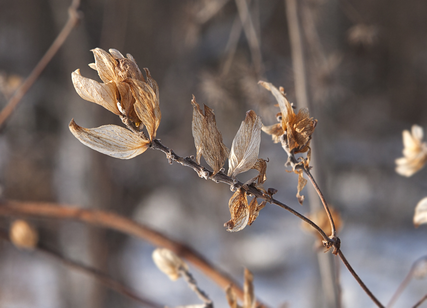 Изображение особи Humulus lupulus.