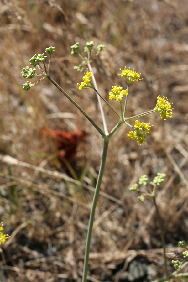 Изображение особи Ferula karataviensis.