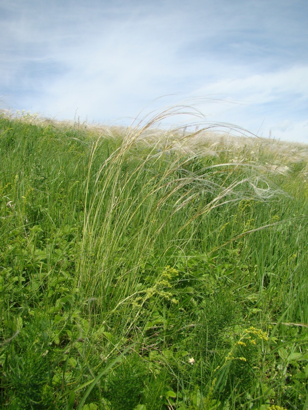 Изображение особи Stipa pennata.