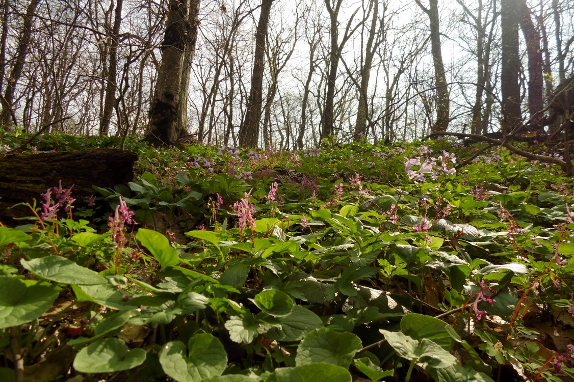 Изображение особи Corydalis caucasica.