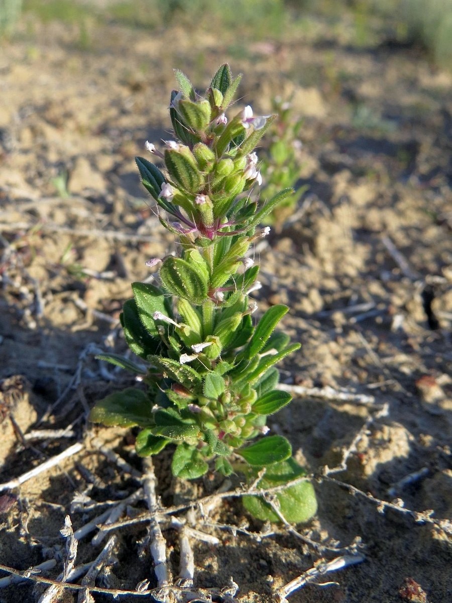 Image of Lallemantia royleana specimen.