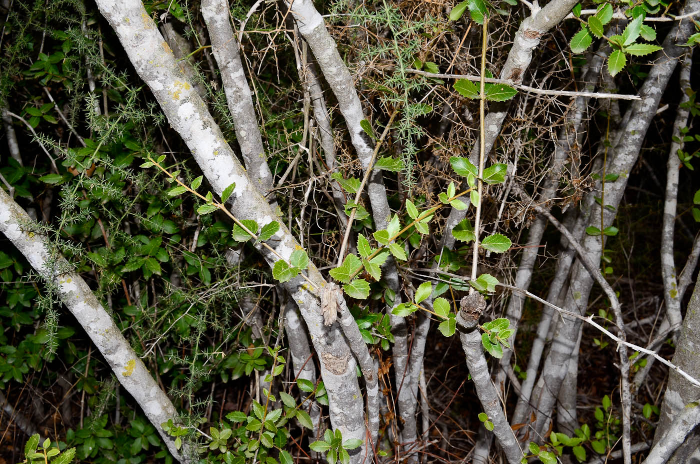 Изображение особи Phillyrea latifolia.
