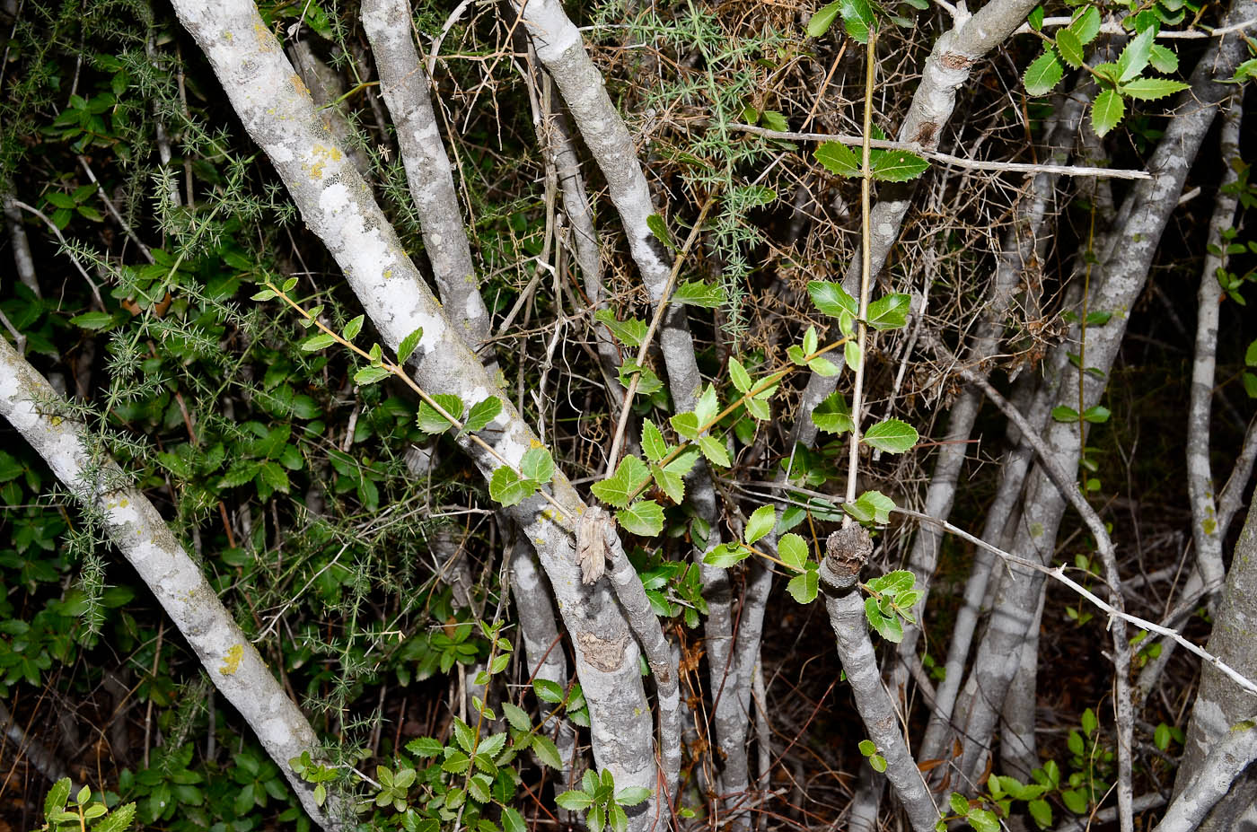 Image of Phillyrea latifolia specimen.