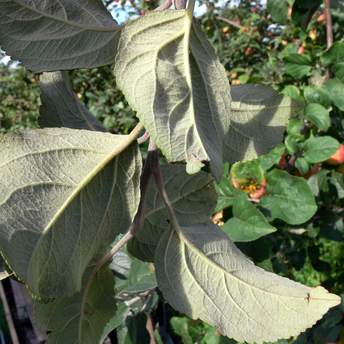 Image of Malus domestica specimen.