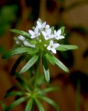 Asperula setosa