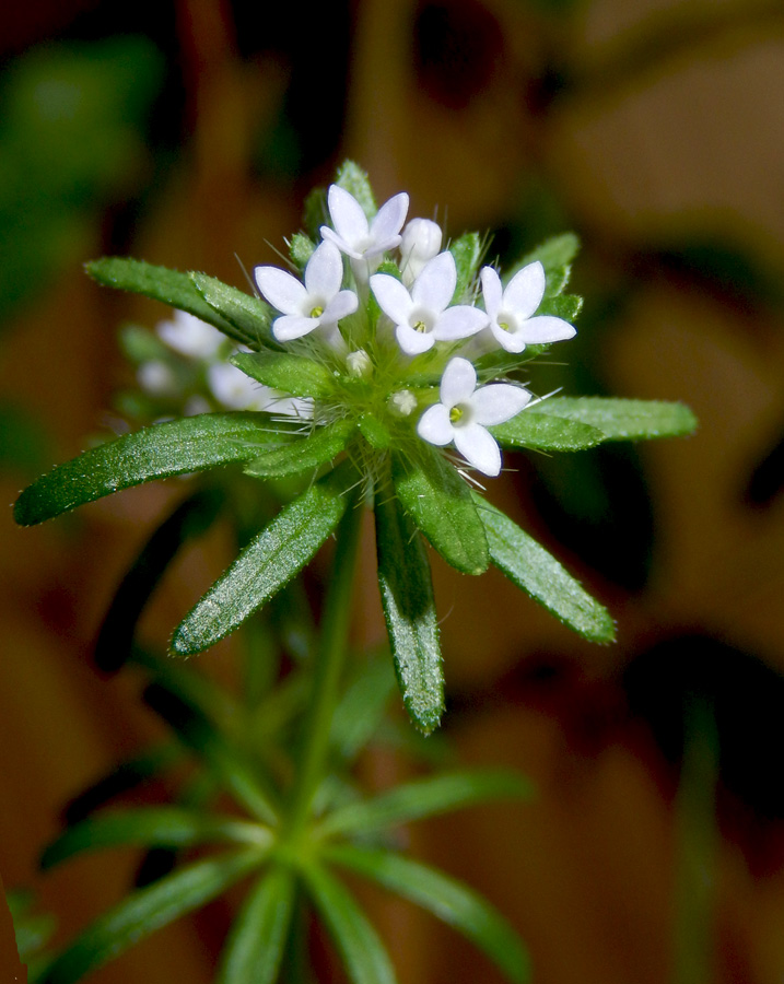 Изображение особи Asperula setosa.