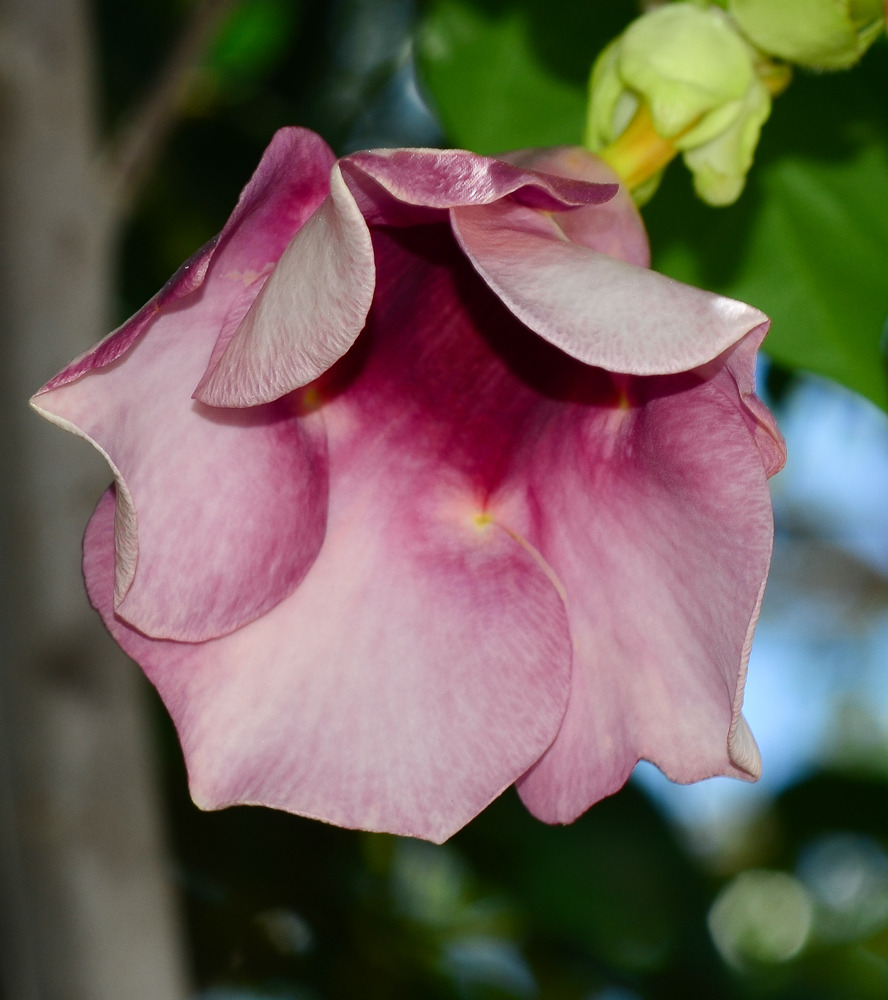 Image of Allamanda blanchetii specimen.