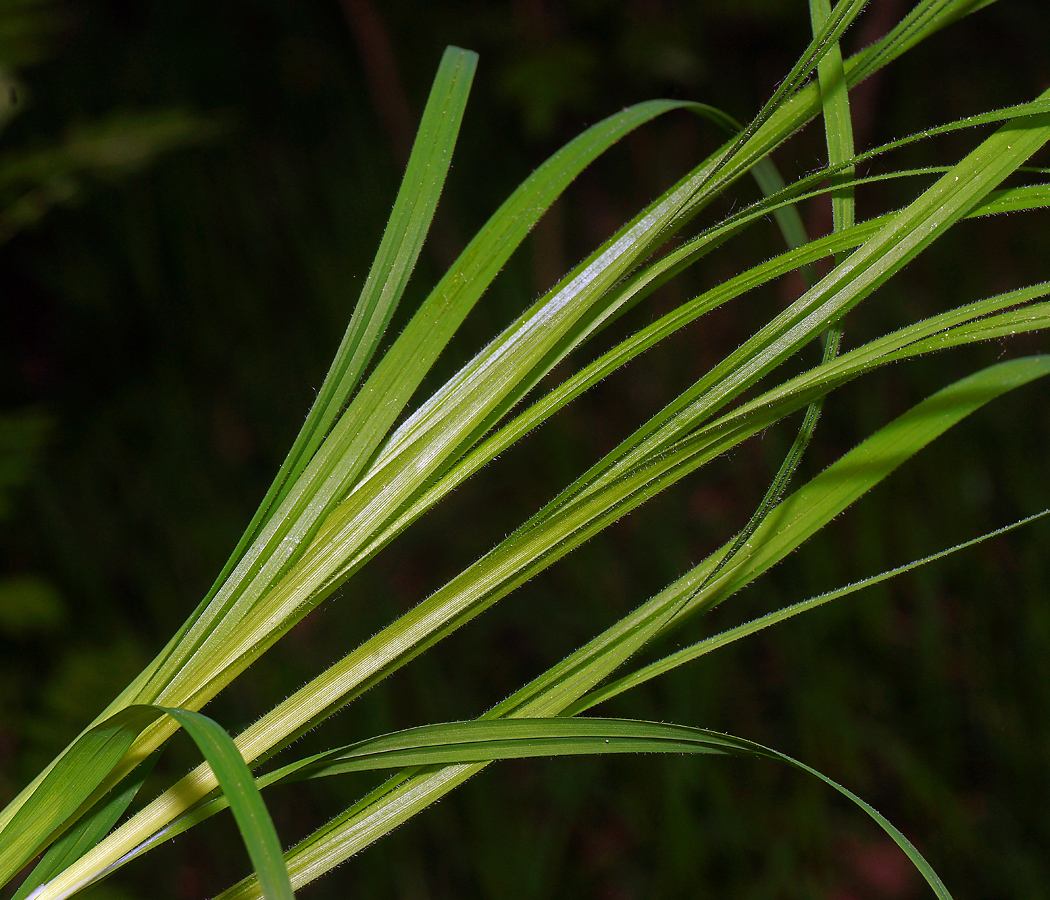 Image of Carex pilosa specimen.