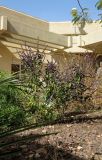 genus Ocimum