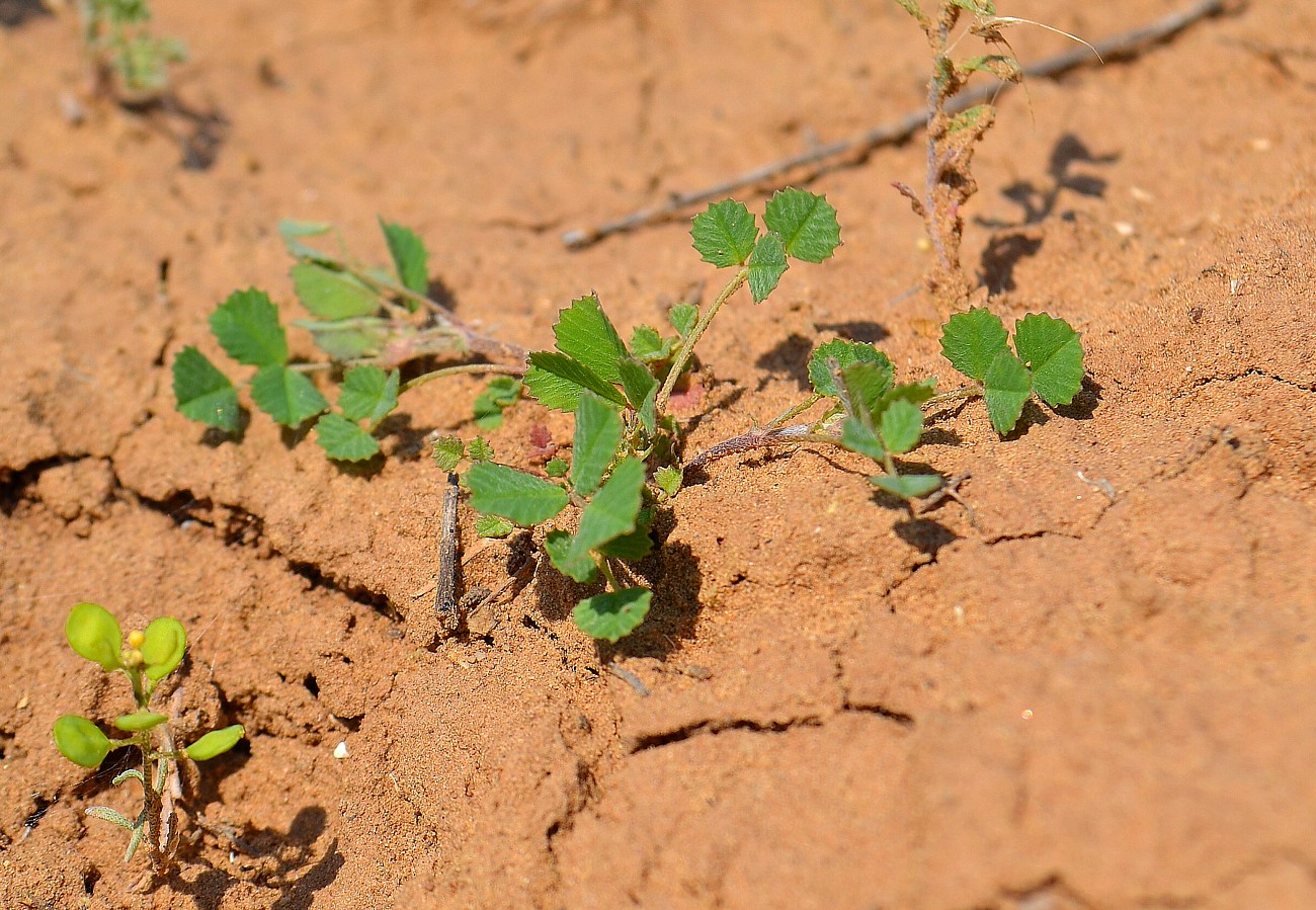 Image of genus Trigonella specimen.