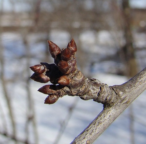 Изображение особи Prunus cerasifera.