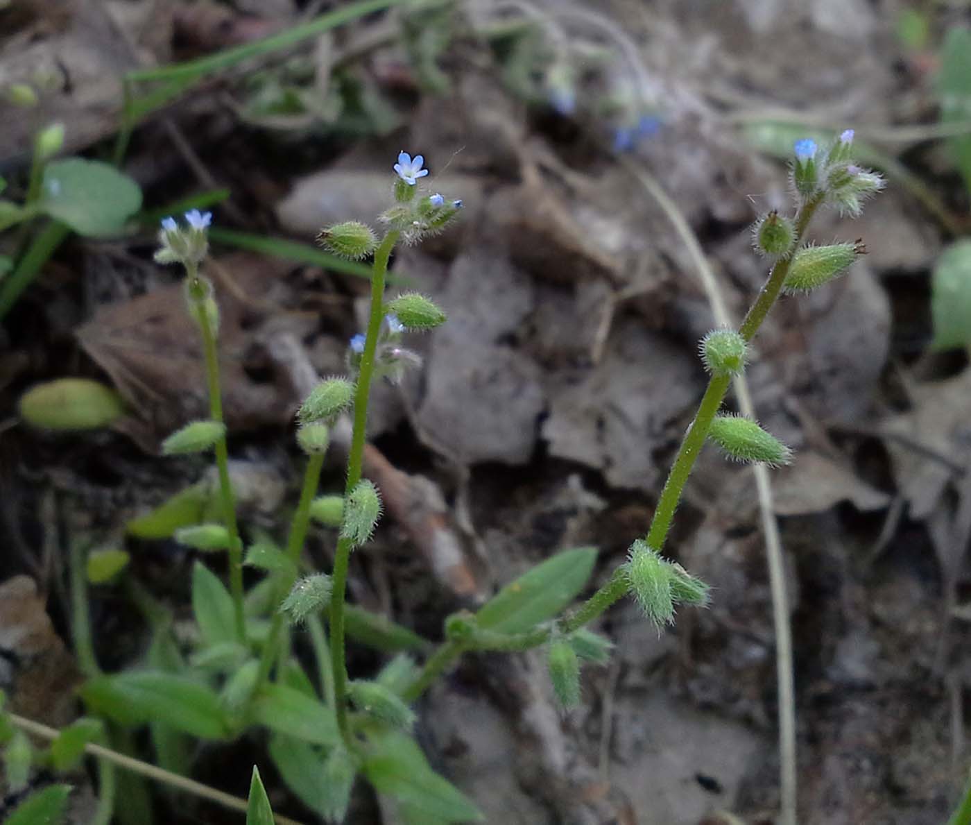 Image of Myosotis micrantha specimen.