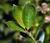 Salix starkeana. Листья на верхушке побега. Московская обл., Раменский р-н, окр. ж.-д. платформы Хрипань, просека под ЛЭП. 08.06.2016.