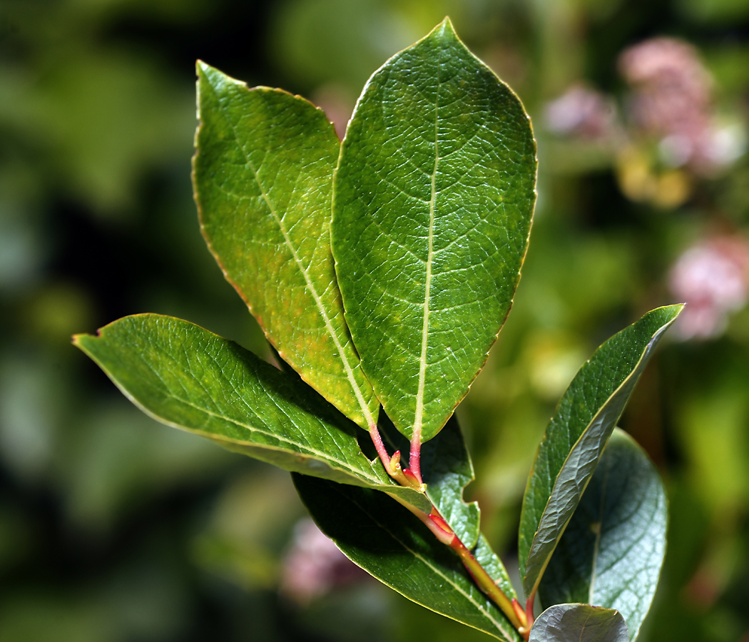 Изображение особи Salix starkeana.