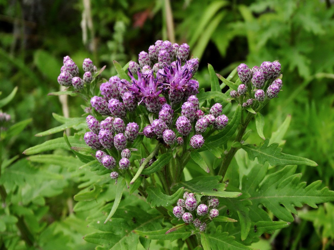 Изображение особи Saussurea neopulchella.