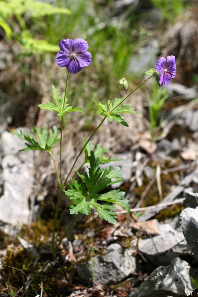 Изображение особи Geranium erianthum.